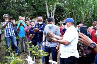 Bupati Siak, Alfedri Kembangkan Budidaya Tanaman Porang Kepada Masyarakat
